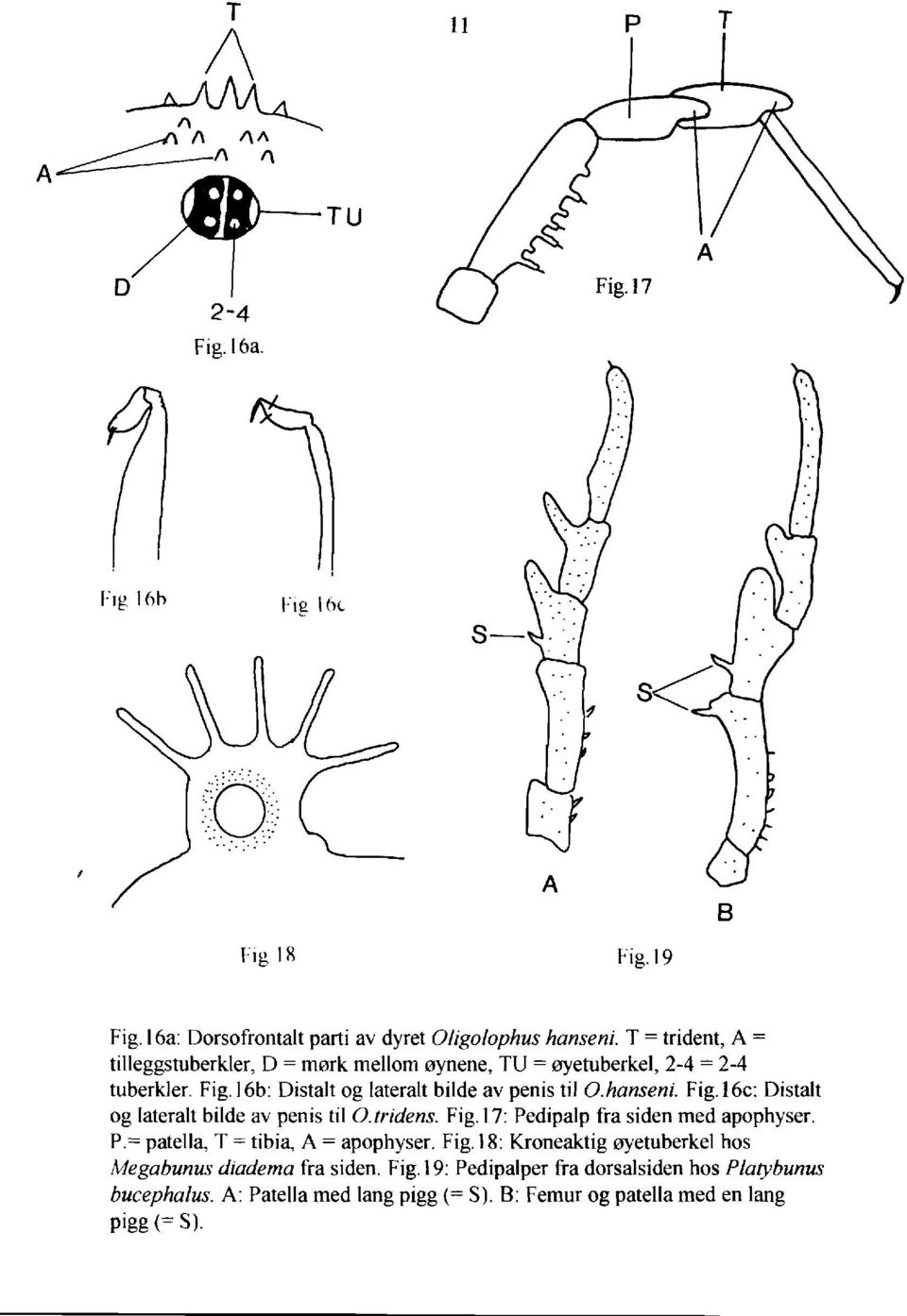 hanseni. Fig.16c: Distalt og lateralt bilde av penis til Otridens. Fig.17: Pedipalp fra siden med apophyser. P.= patella, T = tibia, A = apophyser. Fig.18: Kroneaktig oyetuberkel hos Megabunus diadema fra siden.