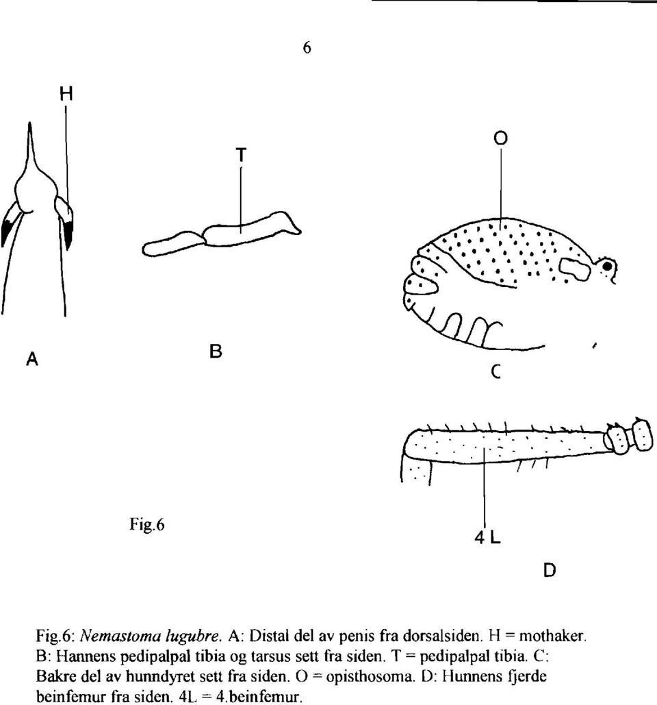 B: Hannens pedipalpal tibia og tarsus sett fra siden.