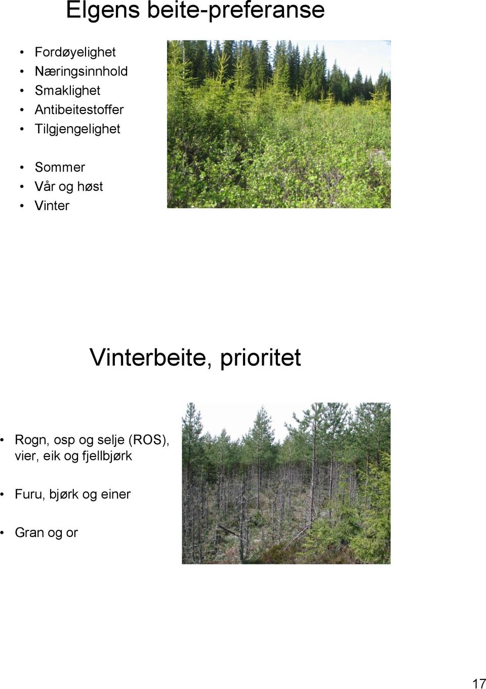 høst Vinter Vinterbeite, prioritet Rogn, osp og selje