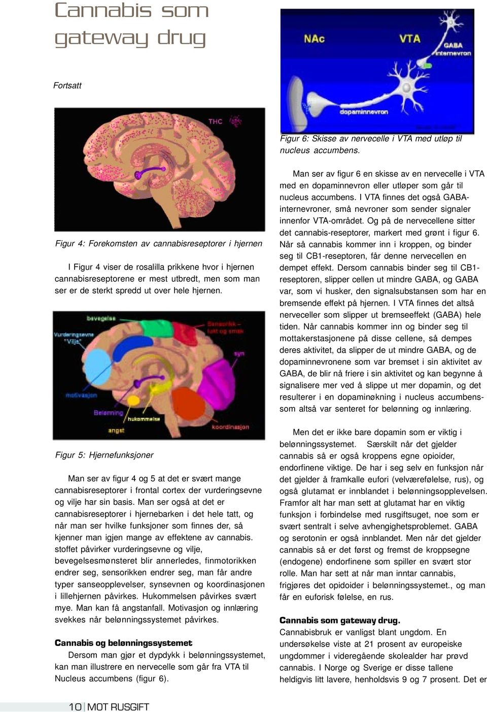 Figur 5: Hjernefunksjoner Man ser av figur 4 og 5 at det er svært mange cannabisreseptorer i frontal cortex der vurderingsevne og vilje har sin basis.