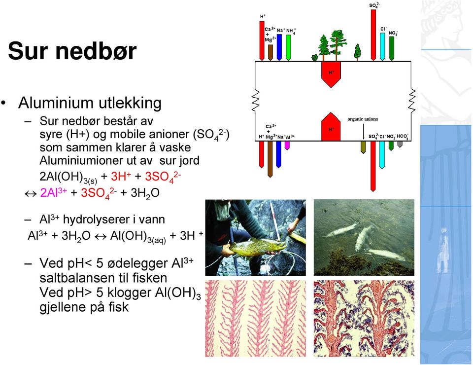 2-2Al 3+ + 3SO 4 2- + 3H 2 O Al 3+ hydrolyserer i vann Al 3+ + 3H 2 O Al(OH) 3(aq) + 3H +