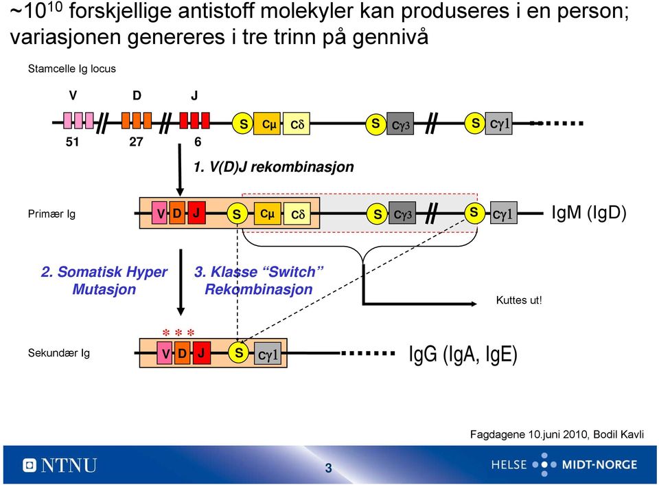 V(D)J rekombinasjon S Primær Ig V D J S Cµ Cδ S Cγ3 S Cγ1 IgM (IgD) 2.