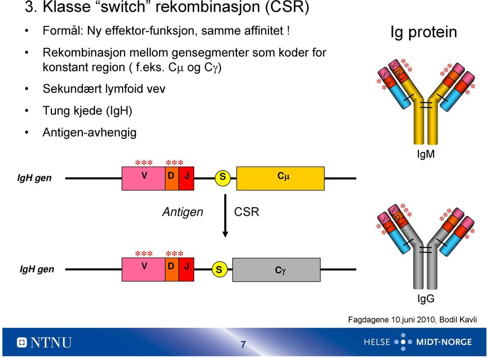Cμ og Cγ) Sekundært lymfoid vev Tung kjede (IgH) Antigen-avhengig V J Ig protein