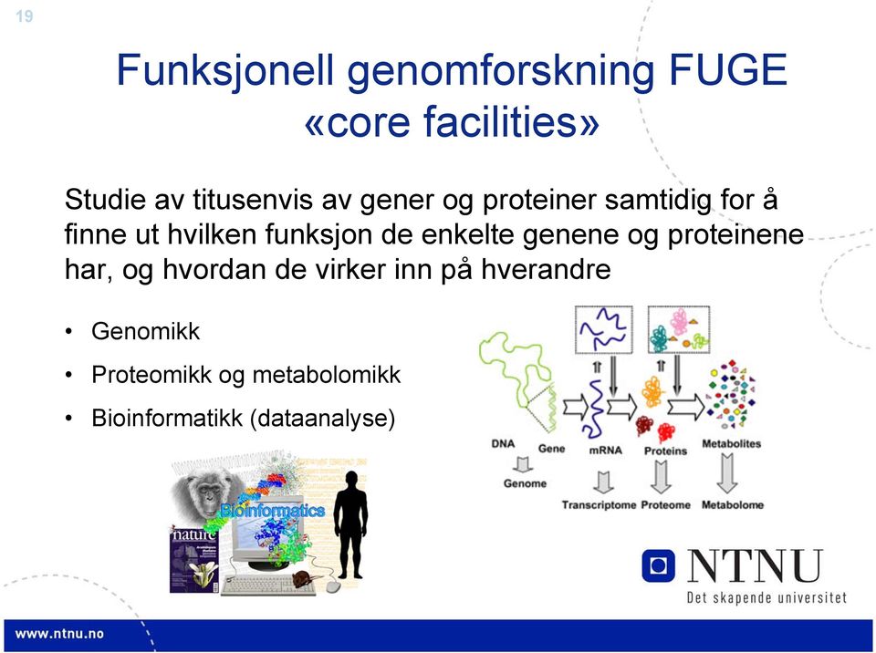 funksjon de enkelte genene og proteinene har, og hvordan de virker