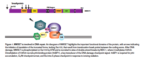 Dual roles of MMSET; Histone methyl transferase (H3K36 up, H3K27 down), chromatin remodelling Repair of DNA double