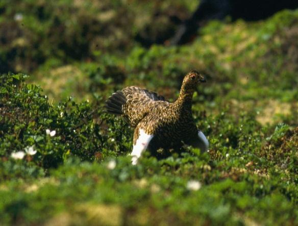 Rypemodulen (Fastlandet - Varanger): Regional kollaps i smågnagersvingningene: Med tilhørende endring i Lirypedynamikken 30 25 Gnagerdynamikk Kilpisjärvi 1950-1998 Henttonen et al.