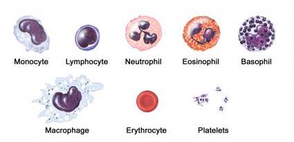 BLODCELLER Røde / Erytrocytter Transport av oksygen og CO/CO 2 gjennom blodet. (ca1000x flere enn hvite). Ingen cellekjerne.