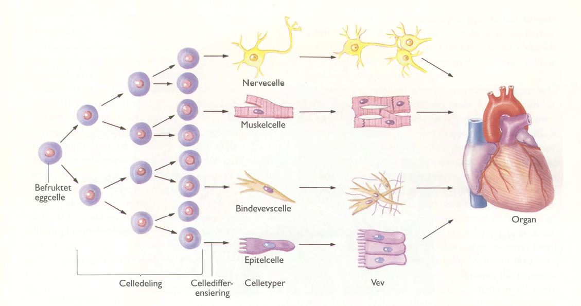 Celledifferensiering Prosessen med å skru av og på kontrollgener utgjør basis for celledifferensieringen.