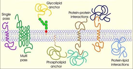 Membranproteiner - forankring og funksjon Bindeledd (membran-cytoskjellet og membran extracellulær matrix Transport (formidler