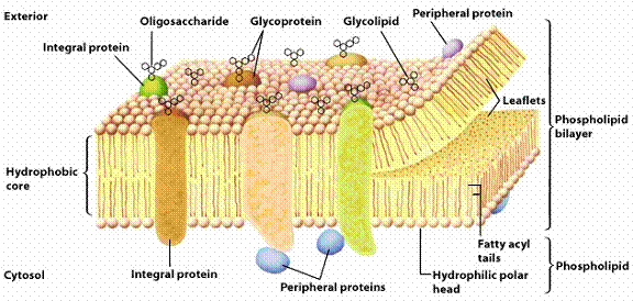 Karbohydrater på plasmamembranen EXTERIOR (utsiden mot extracellulær
