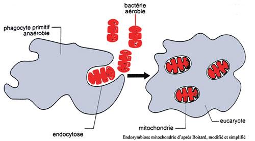 Ca 4 milliarder år siden Lite oksygen, anareobe, prokaryote celler Ca 2 milliarder år siden Oksygennivået begynte å øke, oksygen toksisk for de anaerobe/prokaryote cellene aerobe celler