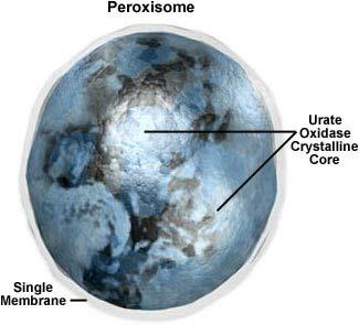 PEROXYSOM oxidative enzymer bryter ned fettsyrer og aminosyrer oxidative enzymer (katalysator), bruker oksygen for å fjerne hydrogen under dannelse av hydrogenperoxyd.