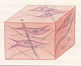 Støttevevs-celler (binding tissue) - knytte sammen, forankrer, støtter og beskytter strukturer i kroppen. -Flere typer støttevev; bl.a. - Bindevev proteinfibre, (bl.a. kollagen, elastin) - Fettvev energilagre, polstring, varmeisolering - Brusk proteinfibre, (bl.