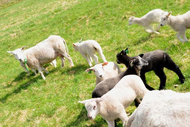 prisreduksjoner i butikk, snarere tvert imot. Butikkjedene har i mindre grad en tidligere kjørt fram fårikålkjøtt som lokkevarer. Derfor har også prisene på fårikålkjøtt jevnt over gått opp i høst.