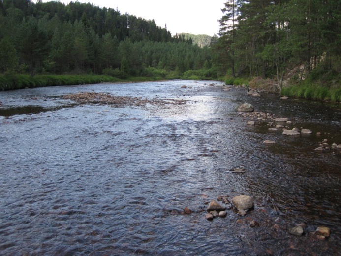 Skjerka (2,5 km) I Skjerka er det en elvestrekning på om lag 2,5 km som er passerbar for bleke fra samkommet med Dåsåna og opp til vandringshinder nedstrøms Hunsfoss.