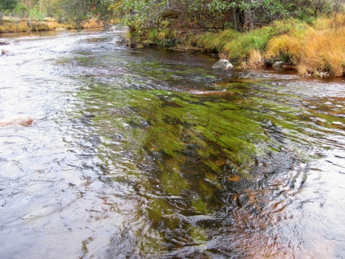 Det ble funnet en økende forekomst av krypsiv nedover vassdraget. Ofte finner en tette forekomster av krypsiv i forbindelse med brekkområder mellom de sakteflytende partiene i elva.