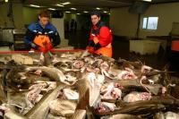 Ny kvotordning truer lofotfiske Norges Råfisklag vil starte torskefisket i august framfor januar. Lofoten frykter omleggingen kan true Lofotfisket.