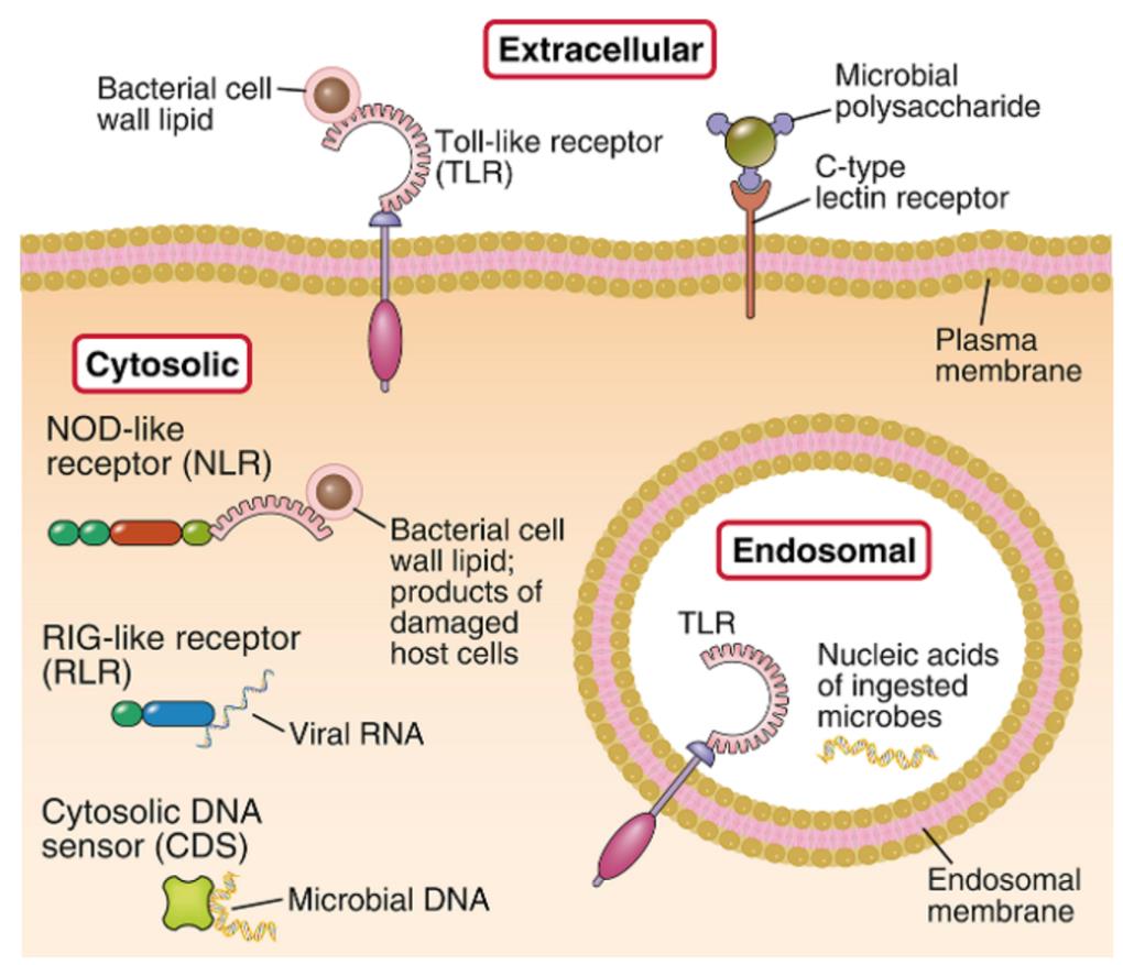 Medfødt immunitet- reseptorer Kjenner