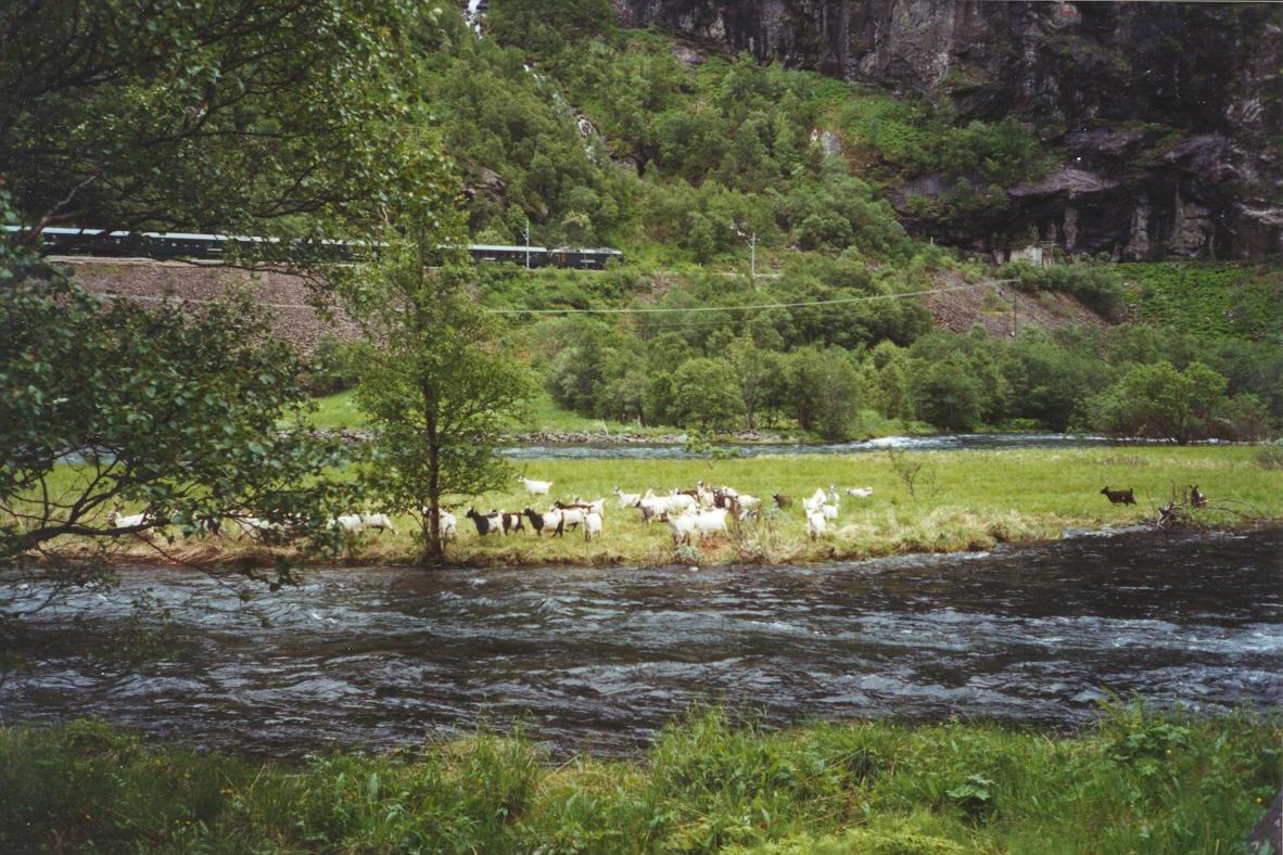 Flåmsbana og kulturmiljøets