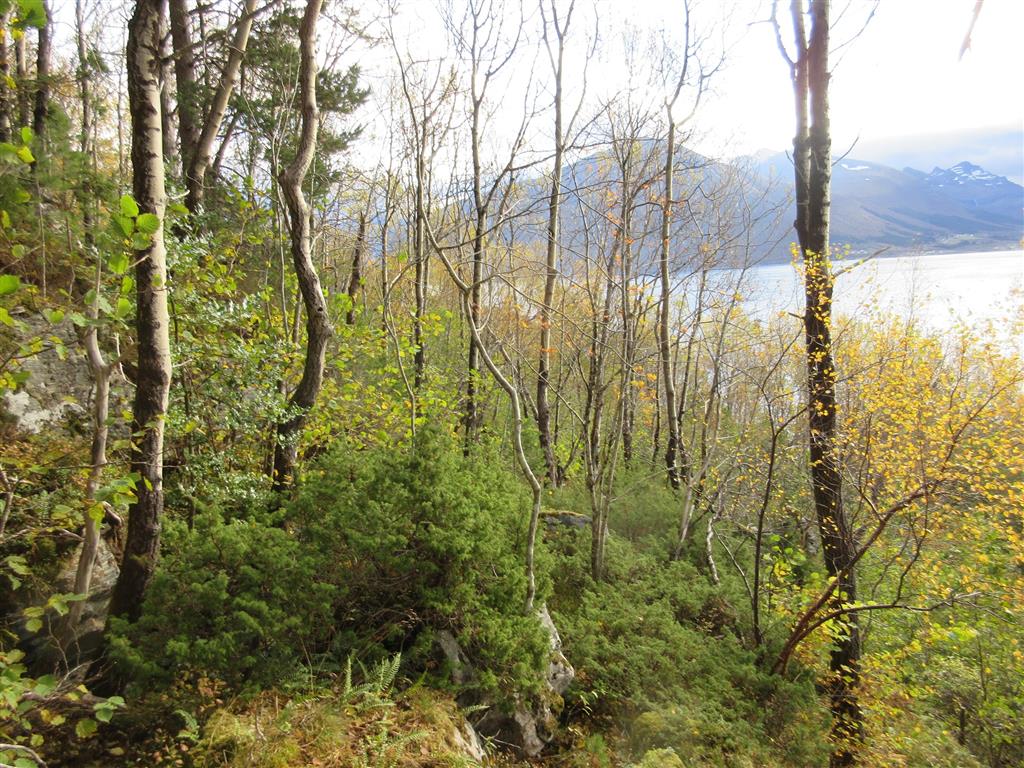 Bilder fra området Eikrem Innslag av osp på noe skrinnere mark. Foto: Per G. Ihlen Tette hasselkratt og noe død ved. Foto: Per G. Ihlen Parti med lågurmark med bl.