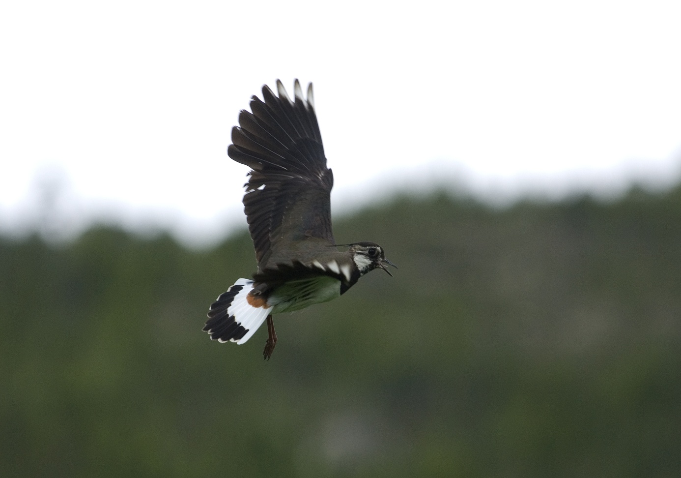 Dvergfalk Falco columbarius 1 ind. varslet i nærheten av Drøyvollen, sentralt i Roltdalen. Jaktfalk Falco rusticolus 1 M ble sett ved en kjent hekkeplass.