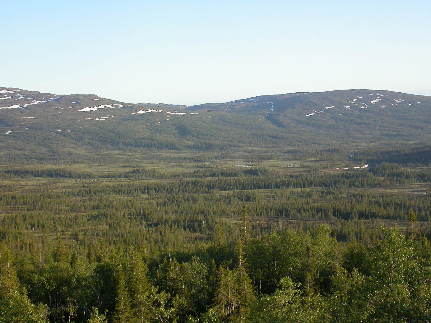 Sentralt i Roltdalen domineres landskapet av vidstrakte, åpne myrer og barskog. Foto: Andreas Winnem. Andre tur ble gjort 29. juni til 2. juli.