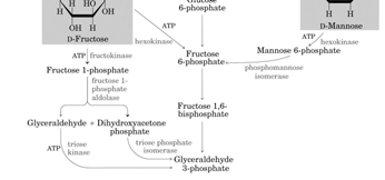 Dette produktet av lange uforgreinete glukosekjeder, er det samme som produseres i planter (amylose i stivelse). I glykogen dannes i tillegg forgreininger.