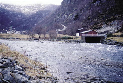 Smolt vandrer ut av elvene over en periode på flere uker, og tidspunktet for maksimal utvandring påvirkes av lokale forhold i elven.