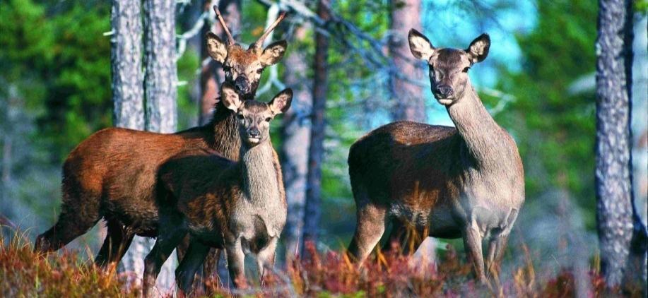 3. Fase/mål Bestandsplanar Når forvaltingsorgana er etablert skal det utarbeidast