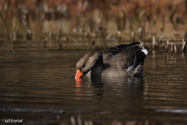 Arter og biologi Det finnes femten kjente arter av gjess i verden, som er delt inn i