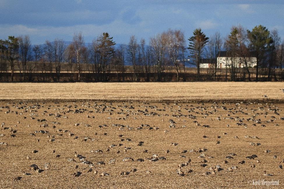 Forvaltning Internasjonale konvensjoner og avtaler som Norge må følge