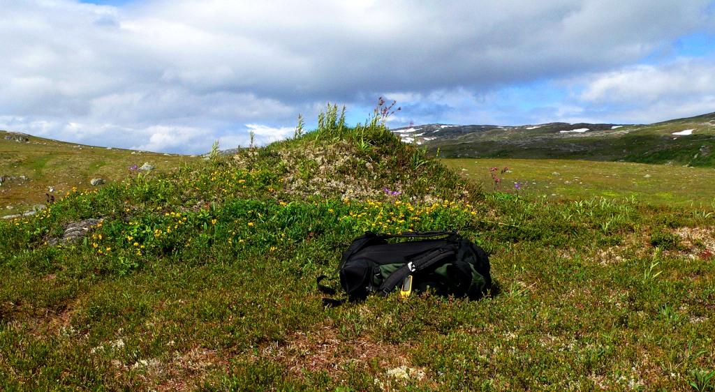 Jaktfalk (Falco rusticolus) ble ikke observert under feltarbeidet, men det er fra før beskrevet at jaktfalken hekker inne i utredningsområdet.