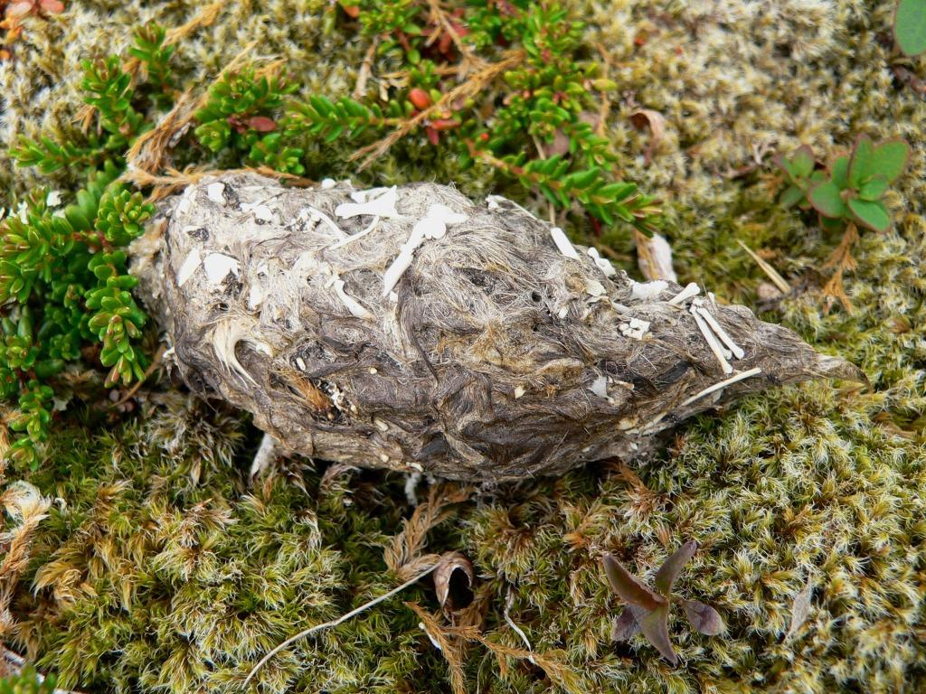 4.2 Pattedyr 4.2.1 Rovdyr Jerv (Gulo gulo) er det eneste av våre store rovdyr som er fast innslag i Sundsfjordfjellet, også ynglende (J. I. Karlsen pers. medd.). I DNs Rovbasen er det registrert flere funn av jerv (spor, ekskrementer o.