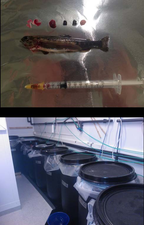 Fish exposure experiments Uptake studies in fish Salomo trutta Studied uptake from leachate water from 3 different minerals with different ph 0.