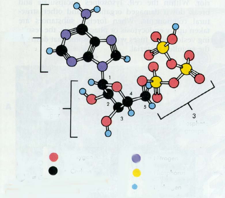 14 ATP Bindingene mellom fosfatgruppene i adenosin trifosfat (ATP) er meget energirike.