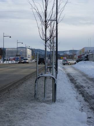 Trær på midtdelere og trafikkdelere Trær plantes for nær vegen Hvordan er trærne om 10-15