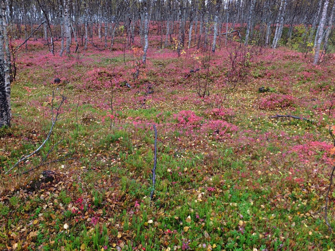 Figur 7. Bjørkeskog dominert av skrubbær og krekling er vanlig i store deler av influensområdet for alternativ 2, særlig i de vestre delene av traseen, og øst for Nyskog. Foto: Geir Arnesen.