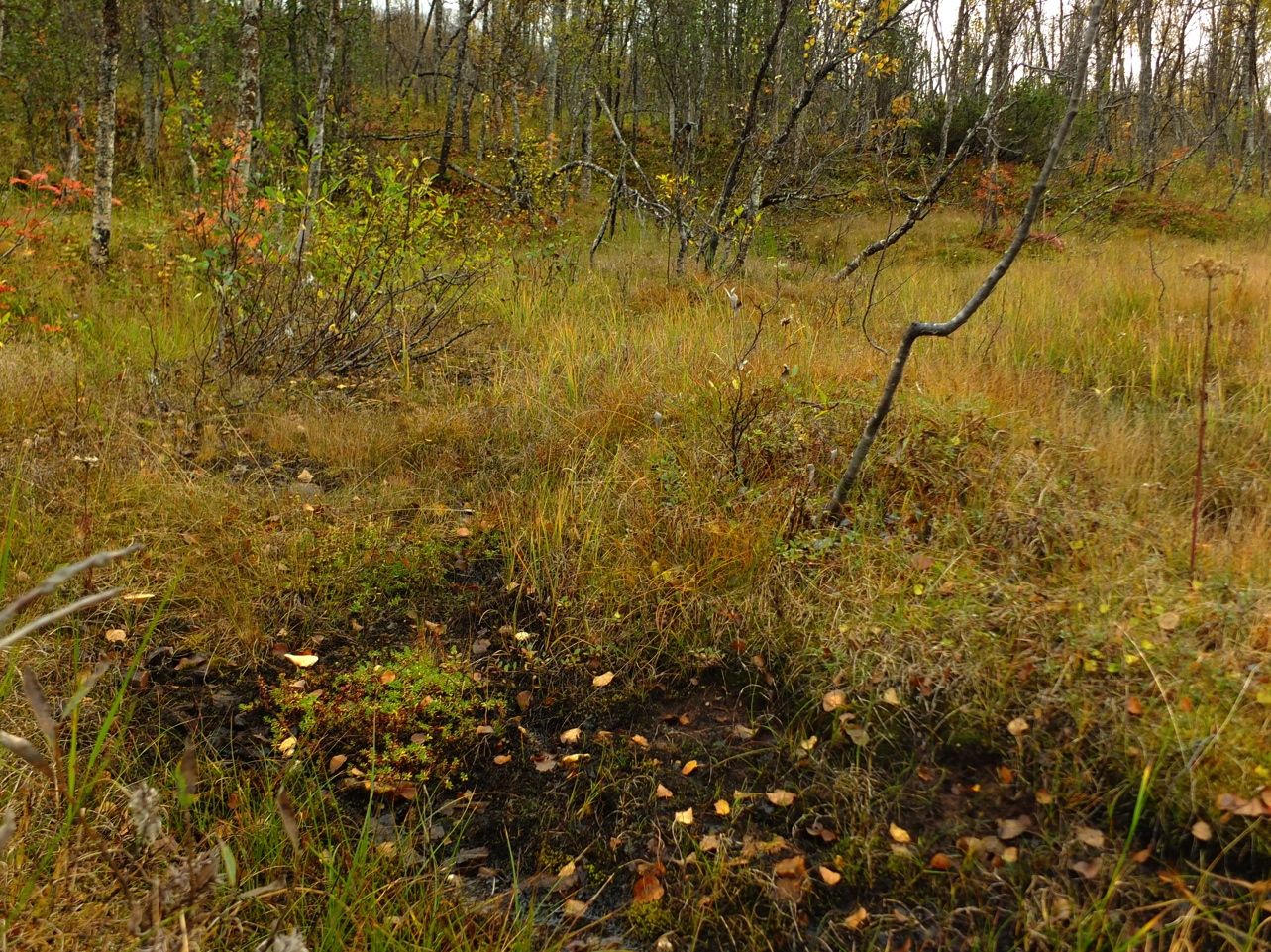 andre himmelretninger er det overgang mot fattigere skogstyper. Det er baserike forhold i kildevannet.