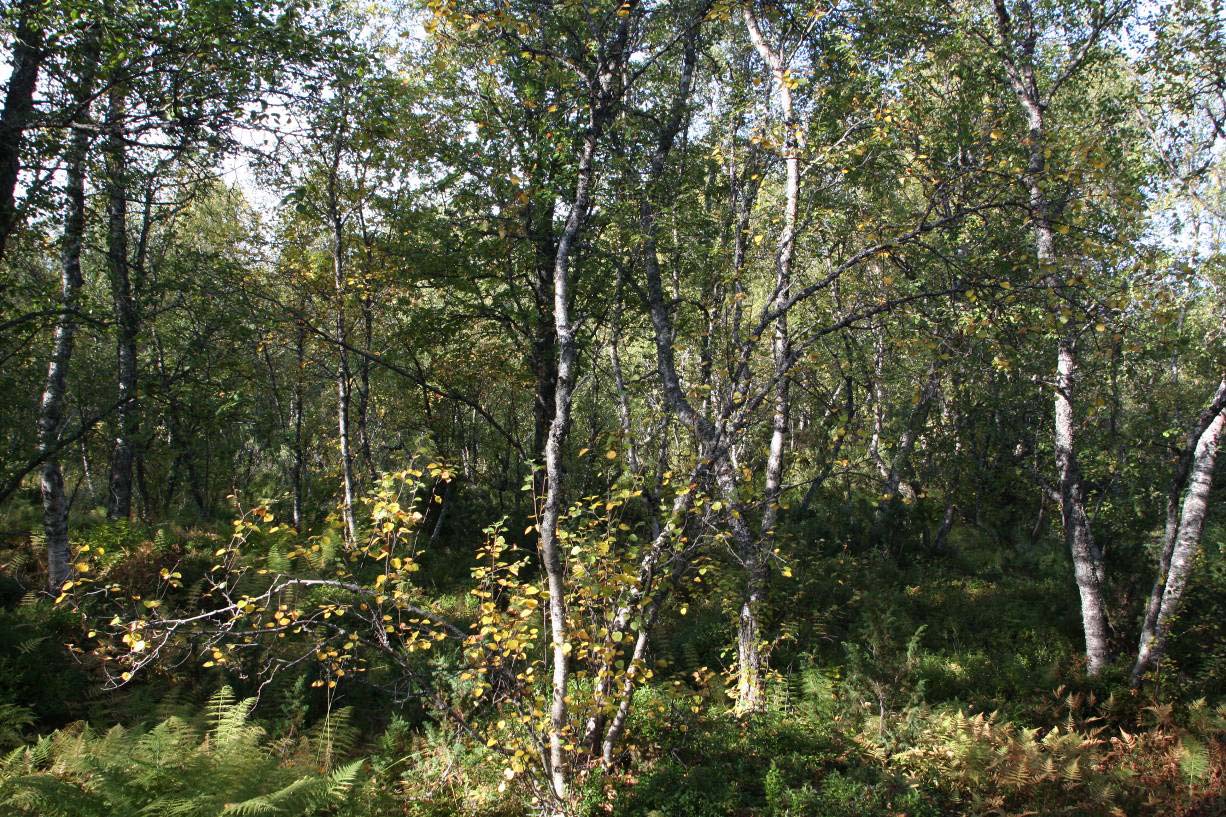 Jodalen Hoveddelen av undersøkelsesområdet består av en bjørkeskog av blåbærtypen. Skogen strekker seg fra den sørøstlige kanten av Vollanmyran og oppover lia mot Åsen.