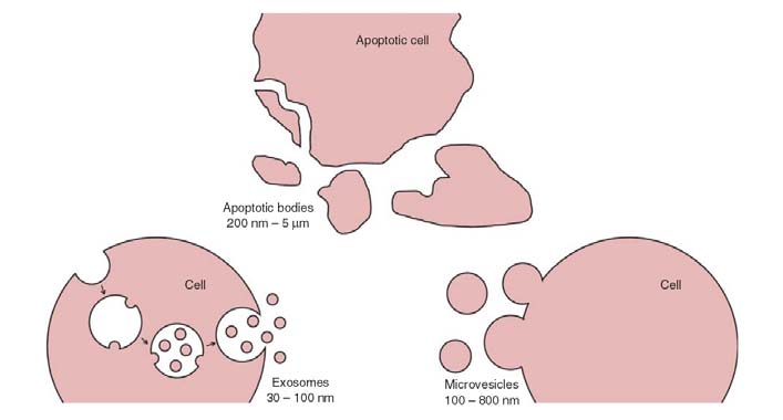 (2014): Transmission electron microscopy image of extracellular vesicles from human urine.