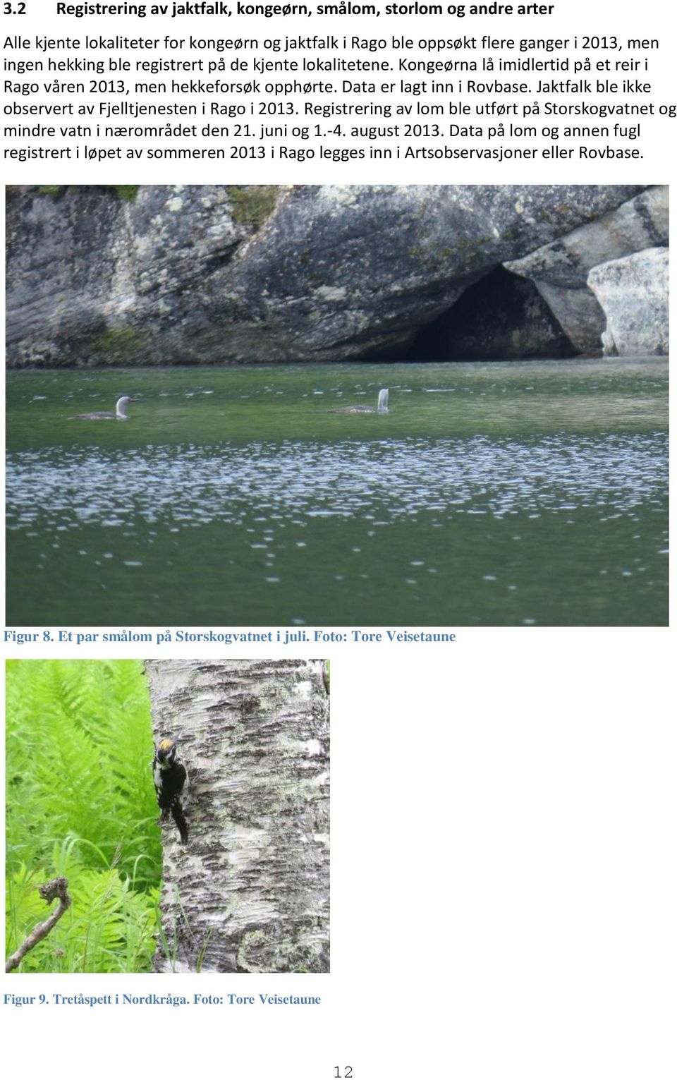 Jaktfalk ble ikke observert av Fjelltjenesten i Rago i 2013. Registrering av lom ble utført på Storskogvatnet og mindre vatn i nærområdet den 21. juni og 1.-4. august 2013.