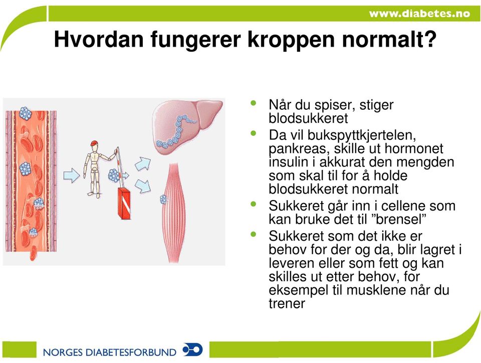 akkurat den mengden som skal til for å holde blodsukkeret normalt Sukkeret går inn i cellene som kan