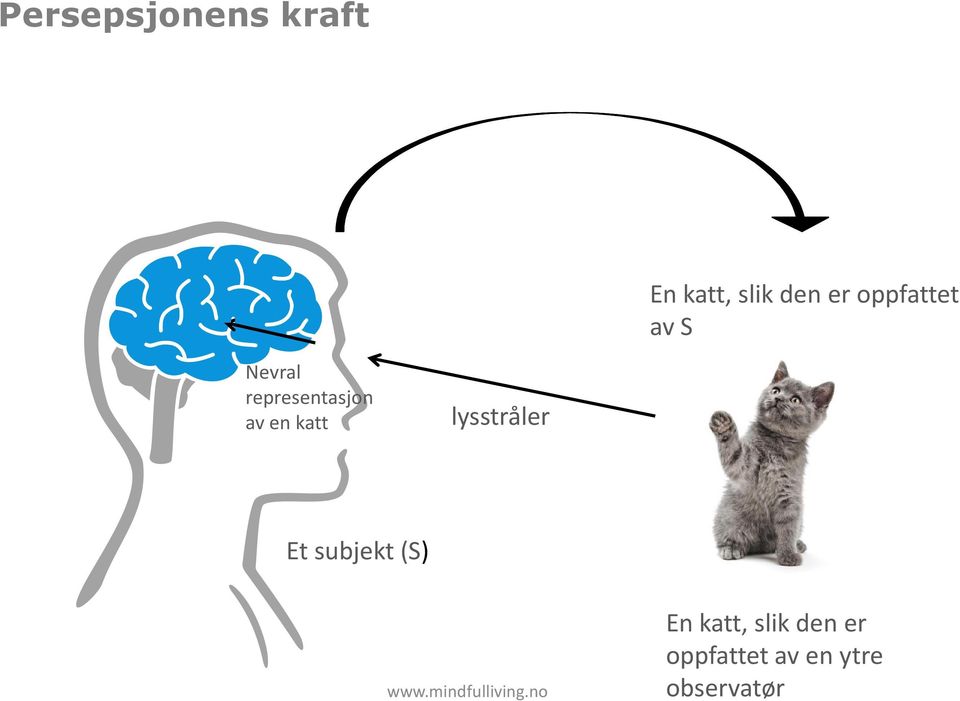 en katt lysstråler Et subjekt (S) En