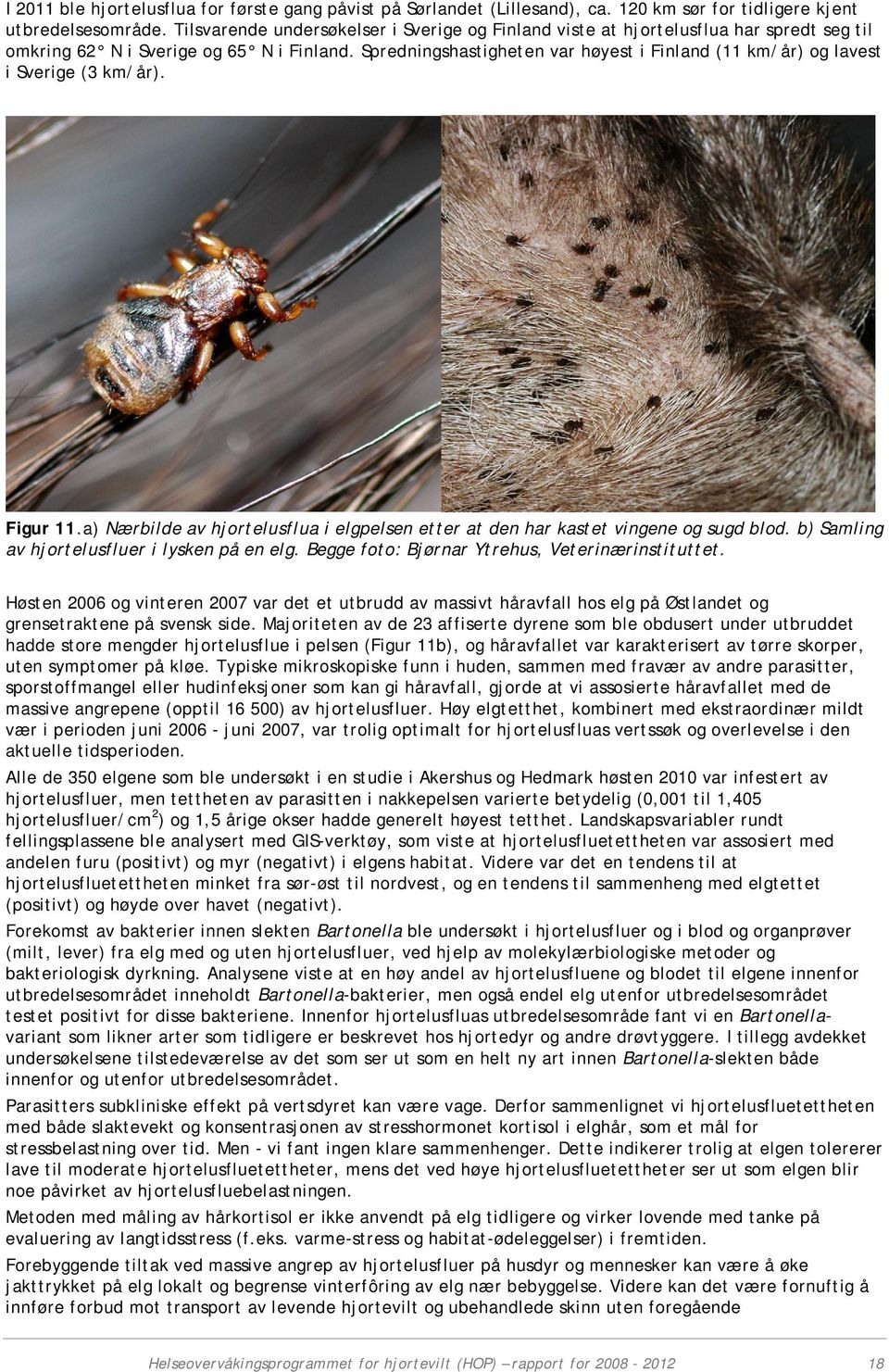 Spredningshastigheten var høyest i Finland (11 km/år) og lavest i Sverige (3 km/år). Figur 11.a) Nærbilde av hjortelusflua i elgpelsen etter at den har kastet vingene og sugd blod.