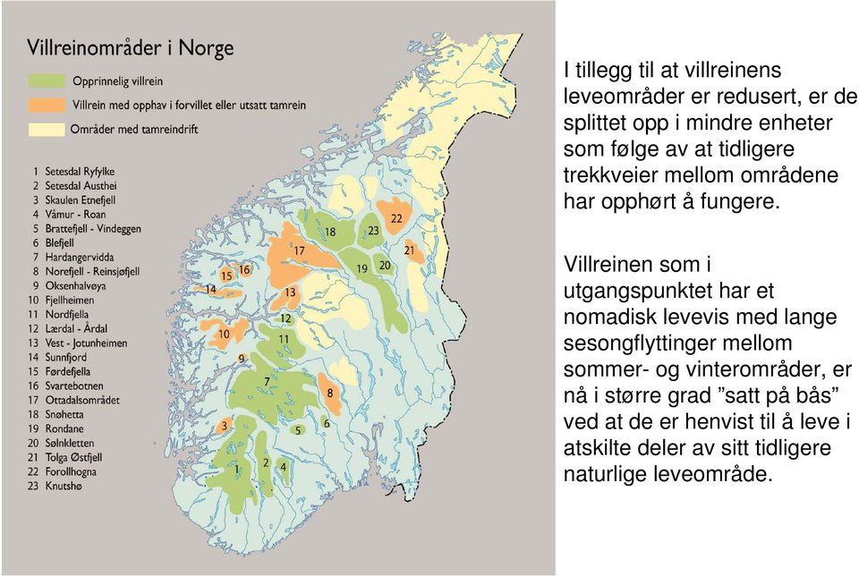 Villreinen som i utgangspunktet har et nomadisk levevis med lange sesongflyttinger mellom sommer- og