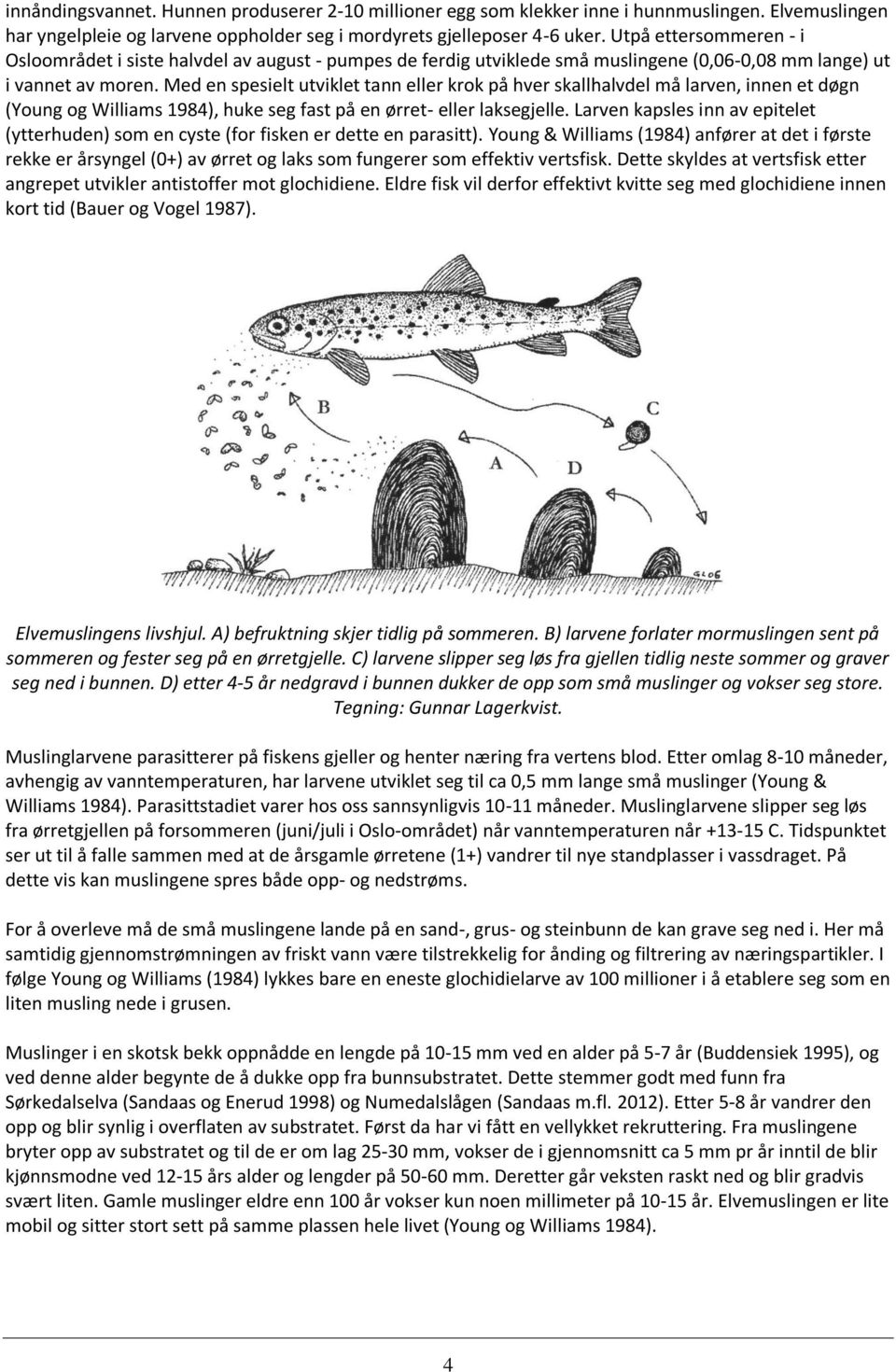 Med en spesielt utviklet tann eller krok på hver skallhalvdel må larven, innen et døgn (Young og Williams 1984), huke seg fast på en ørret- eller laksegjelle.