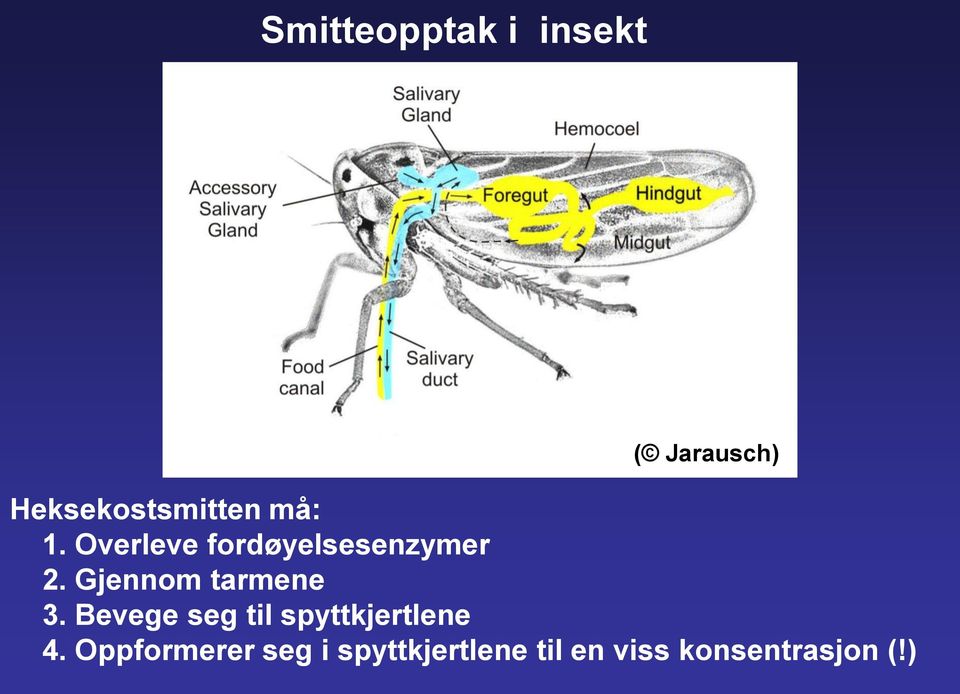 Gjennom tarmene 3. Bevege seg til spyttkjertlene 4.