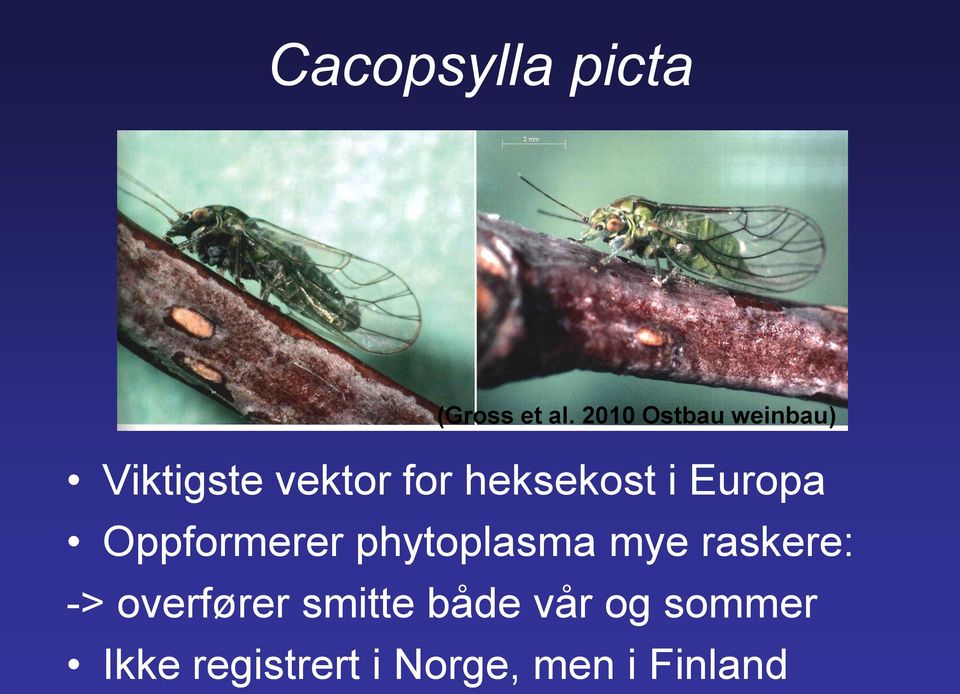 i Europa Oppformerer phytoplasma mye raskere: ->