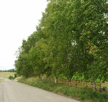 2 Fv. 232 Nesvegen, Nes ved Løken Veginfo: Grusveg. 50 km/t. ÅDT 150. Vegbredde: 5,5 m. Allélengde: 72 m. Både ensidig og tosidig trerekke, plantet. Treslag/antall: Bjørk Betula sp.