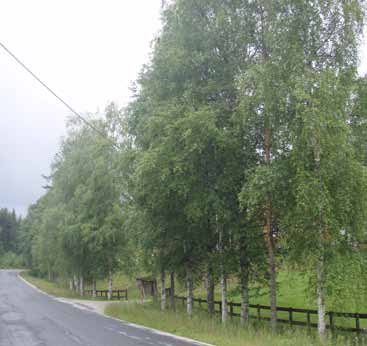 7 Fv. 234 ved Kjelle videregående skole, Bjørkelangen Veginfo: Asfaltdekke med hvitstripe. 50 km/t. ÅDT 734. Vegbredde: 5 m. Allélengde: 90 m. Ensidig trerekke, plantet.